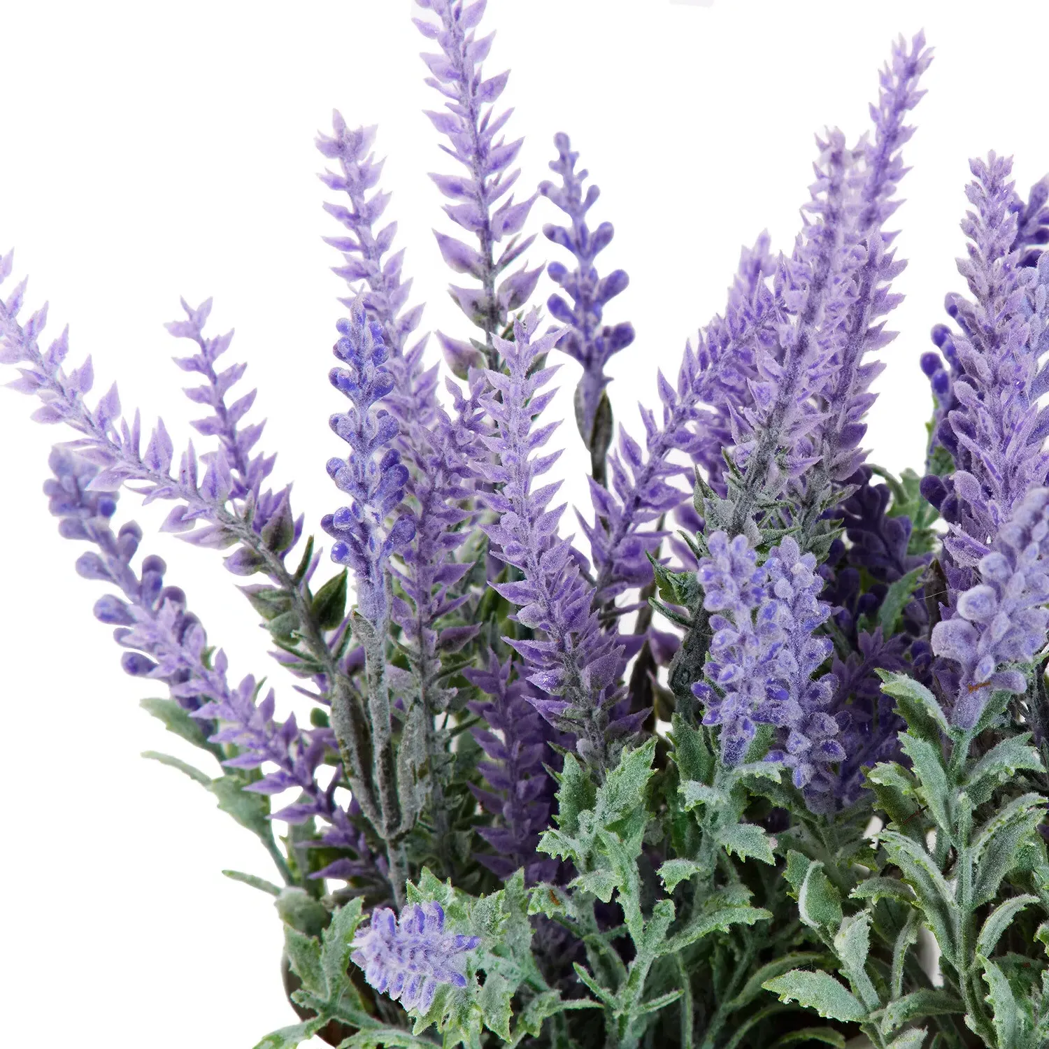 Trio of Lavender in Tray - Purple
