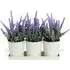 Trio of Lavender in Tray - Purple