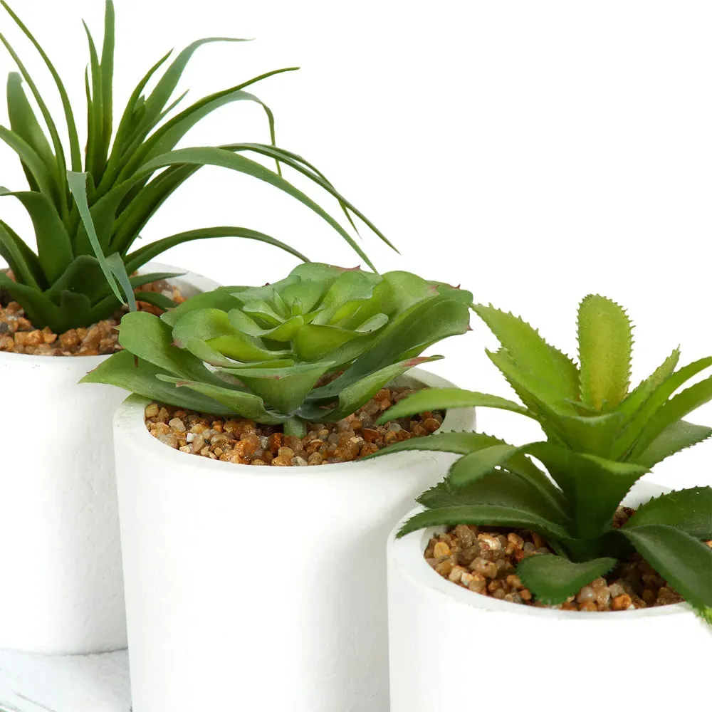 Triple Mini Succulent Set with Tray - White