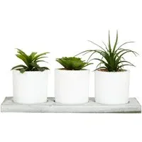 Triple Mini Succulent Set with Tray - White
