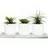 Triple Mini Succulent Set with Tray - White