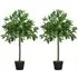 Bay Leaf Laurel Ball Tree Artificial Plant In Pot 3ft 2 Pack