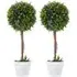 Boxwood Ball Tree Artificial Plant In Pot 2ft 2 Pack - Multi