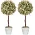 Murraya Artificial Plant in Pot 2 Pack - Cream