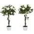 White Rose Artificial Tree in Pot 90cm 2 Pack - White