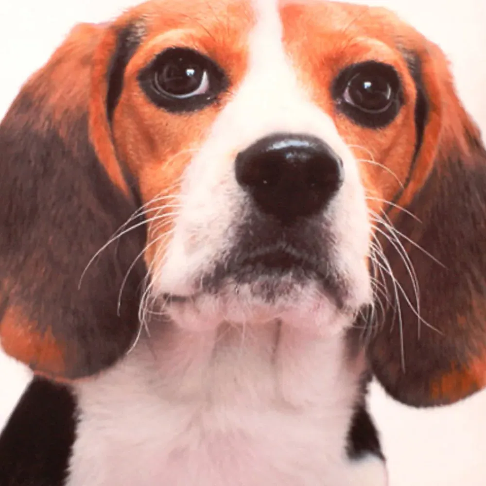 Charles Printed Filled Cushion 43x43cm 2 Pack