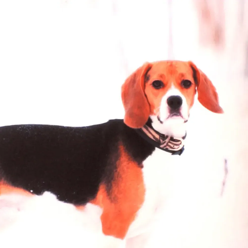 Ralph Printed Filled Cushion 43x43cm 2 Pack