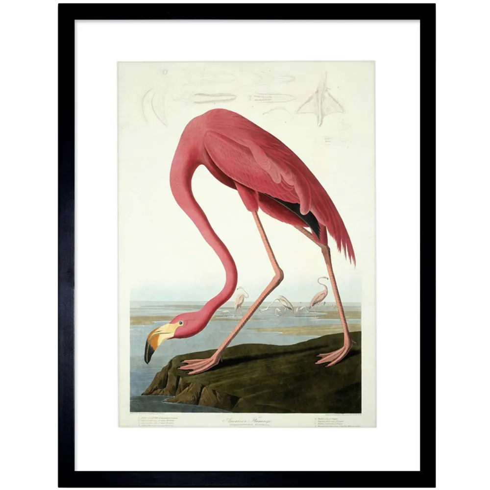 Audubon American Flamingo Painting Framed Wall Art Print - Pink image