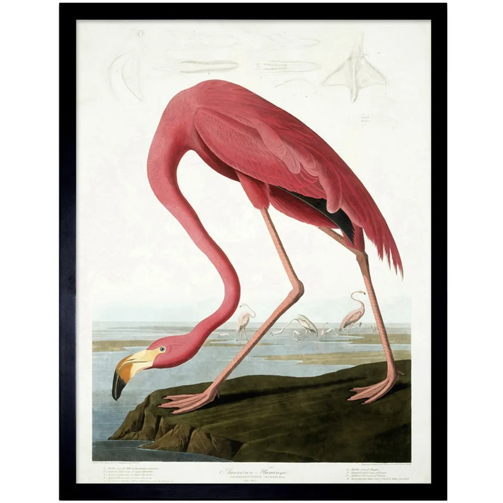 Audubon Flamingo Illustration Framed Wall Art Print - Pink