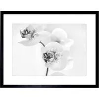 Black and White Orchid Flower Photo Framed Wall Art Print - White