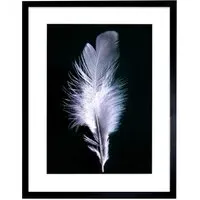Black and White Photo Bird Feather Framed Wall Art Print