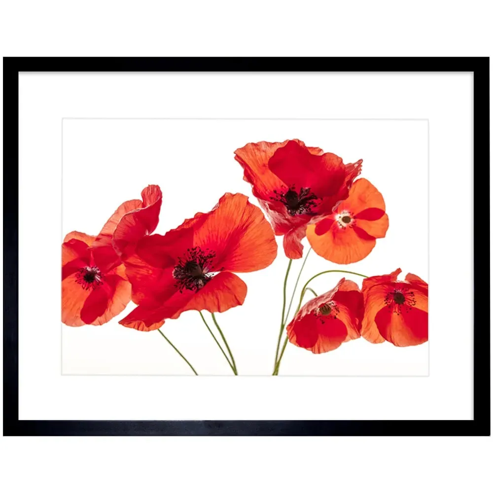 Flower Poppy Heads Framed Wall Art Print - Red