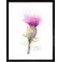 Scottish Thistle Flower Bloom Watercolour Framed Wall Art - Purple