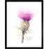 Thistle Flower Head Scotland Watercolour Framed Wall Art - Purple