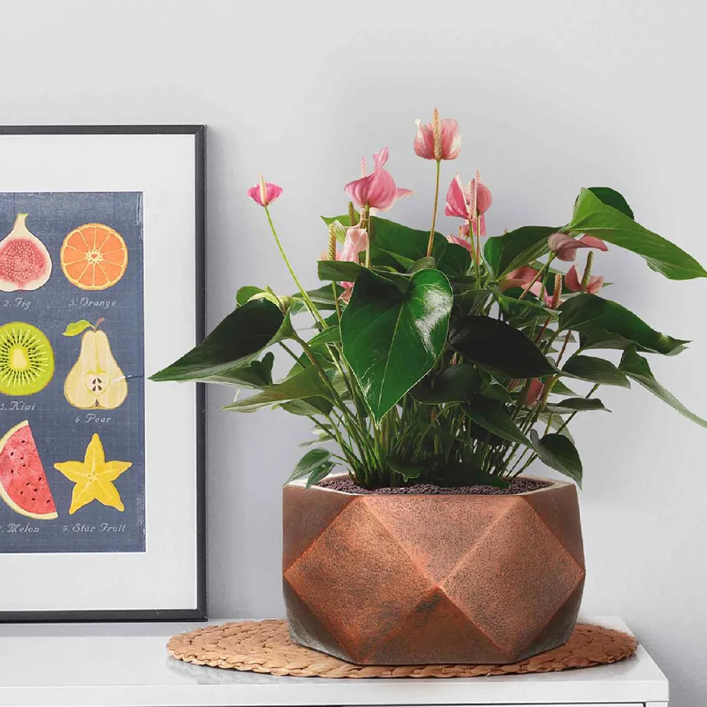 Geometry Bowl Indoor Plant Pot 15cm - Bronze, Fibre Stone