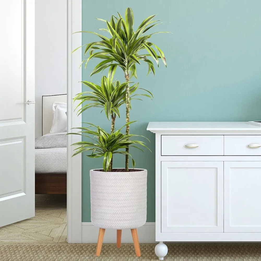 Plaited Cylinder Plant Pot with Legs - White, Fibre