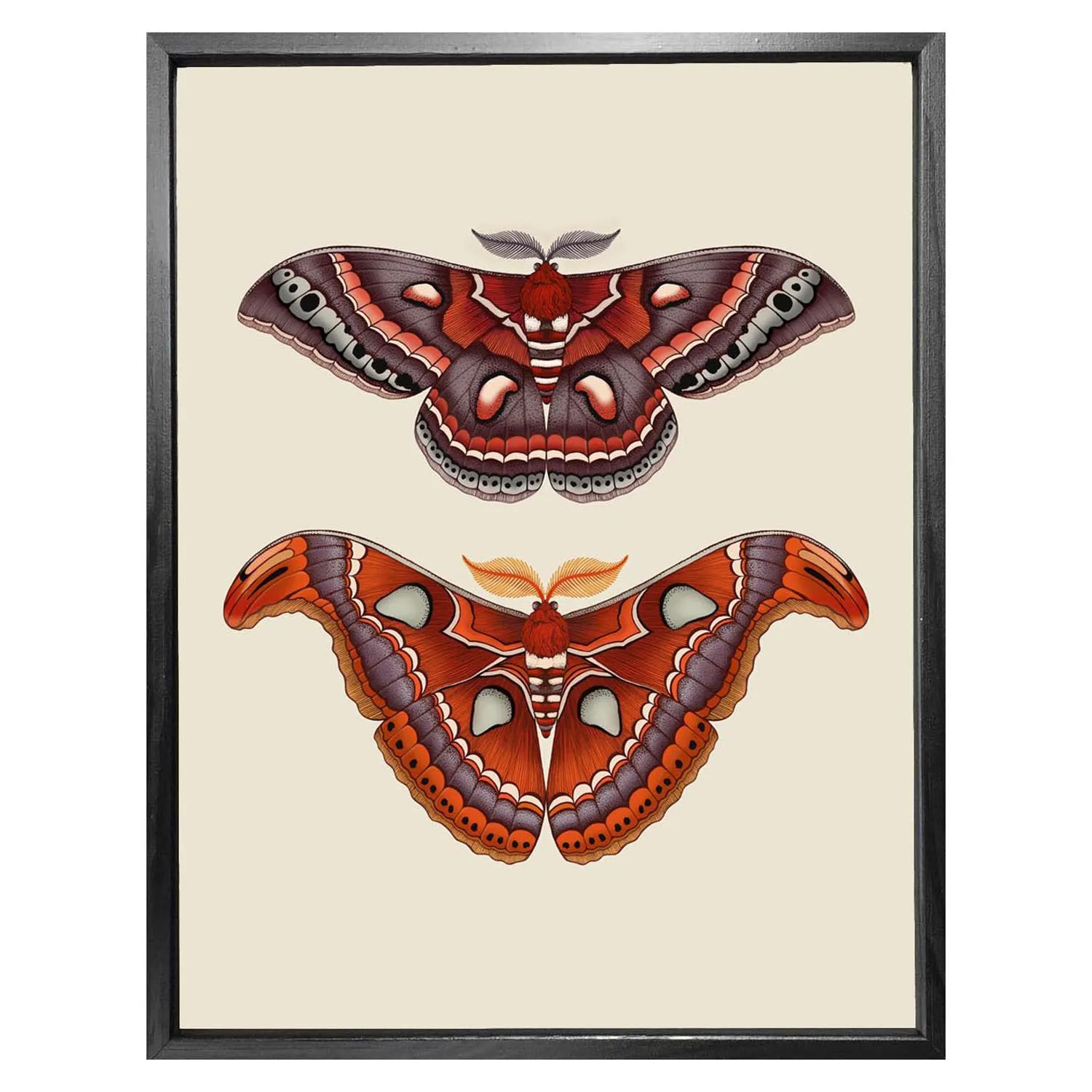 Antique Atlas & Cecropia Moths A3 Fine Art Print