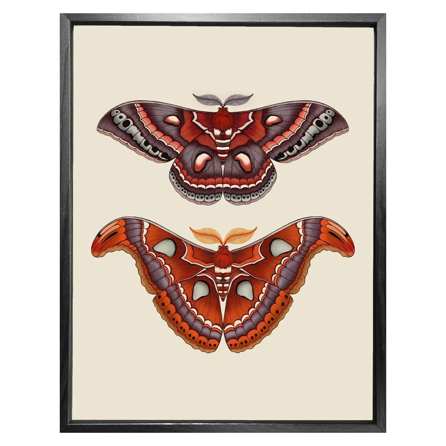Antique Atlas & Cecropia Moths A5 Fine Art Print image
