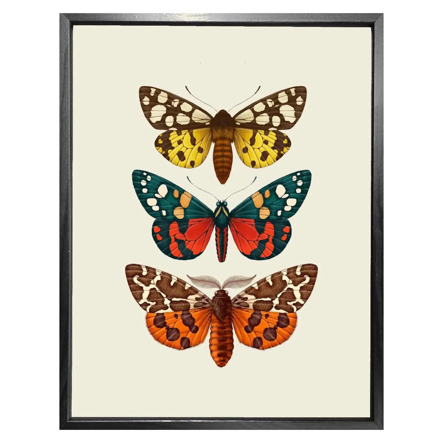 Antique British Moths Fine Art Print M image