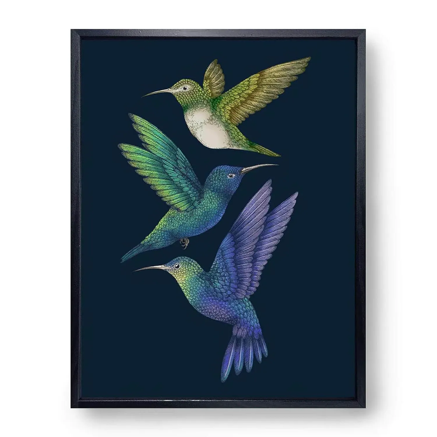 Antique Hummingbirds II Fine Art Print L - Blue