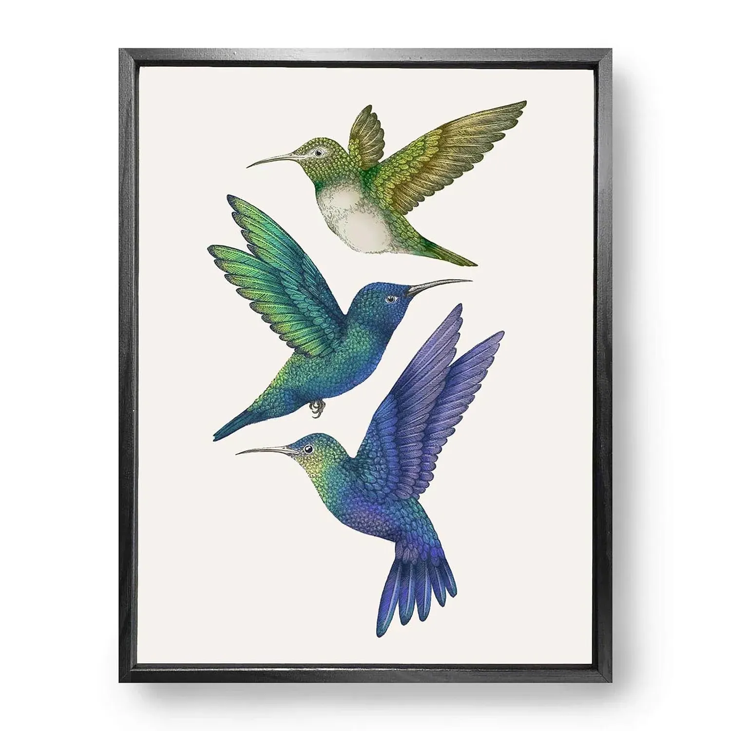 Antique Hummingbirds II Fine Art Print M - Green