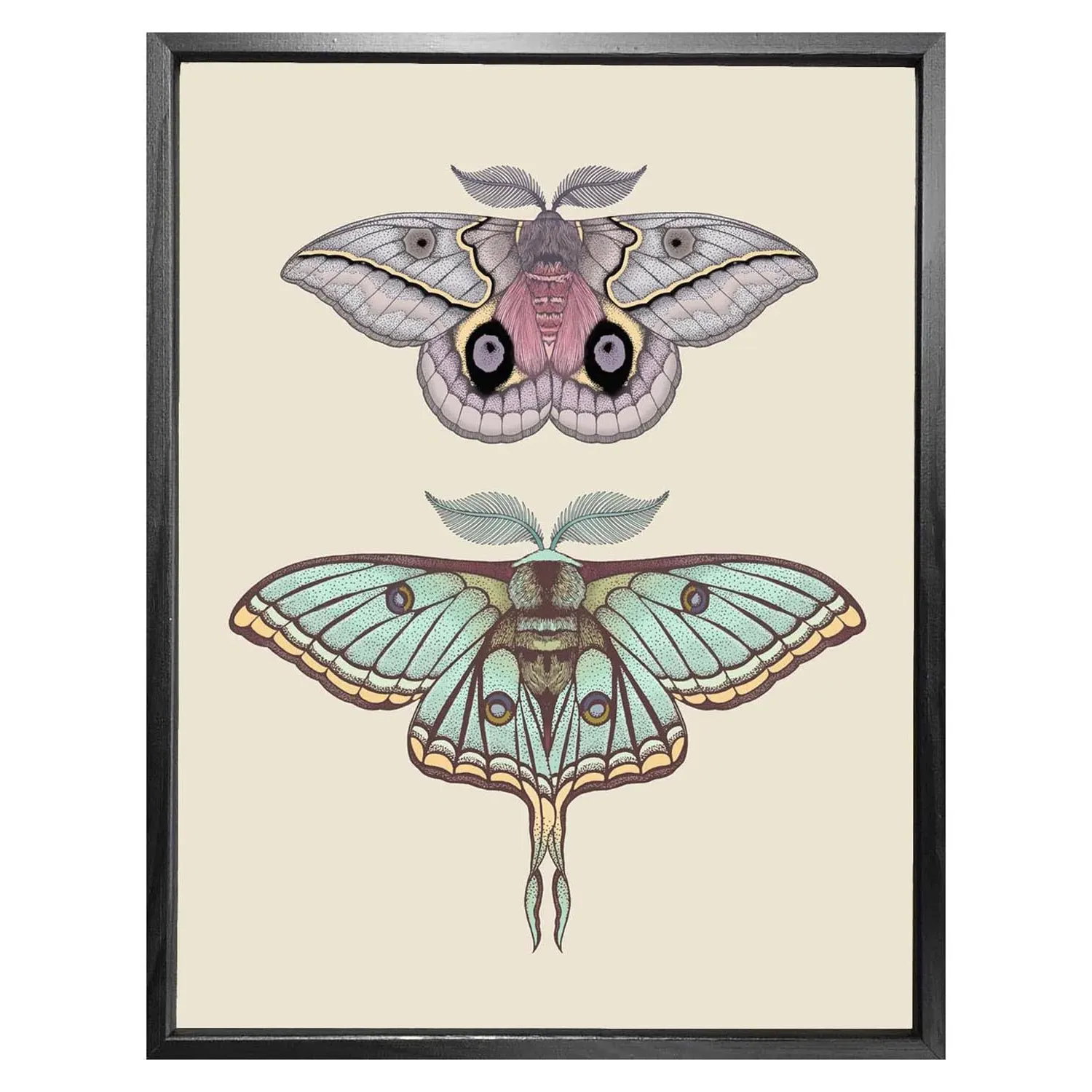 Antique Luna & Automeris Frankae Moths A5 Fine Art Print image