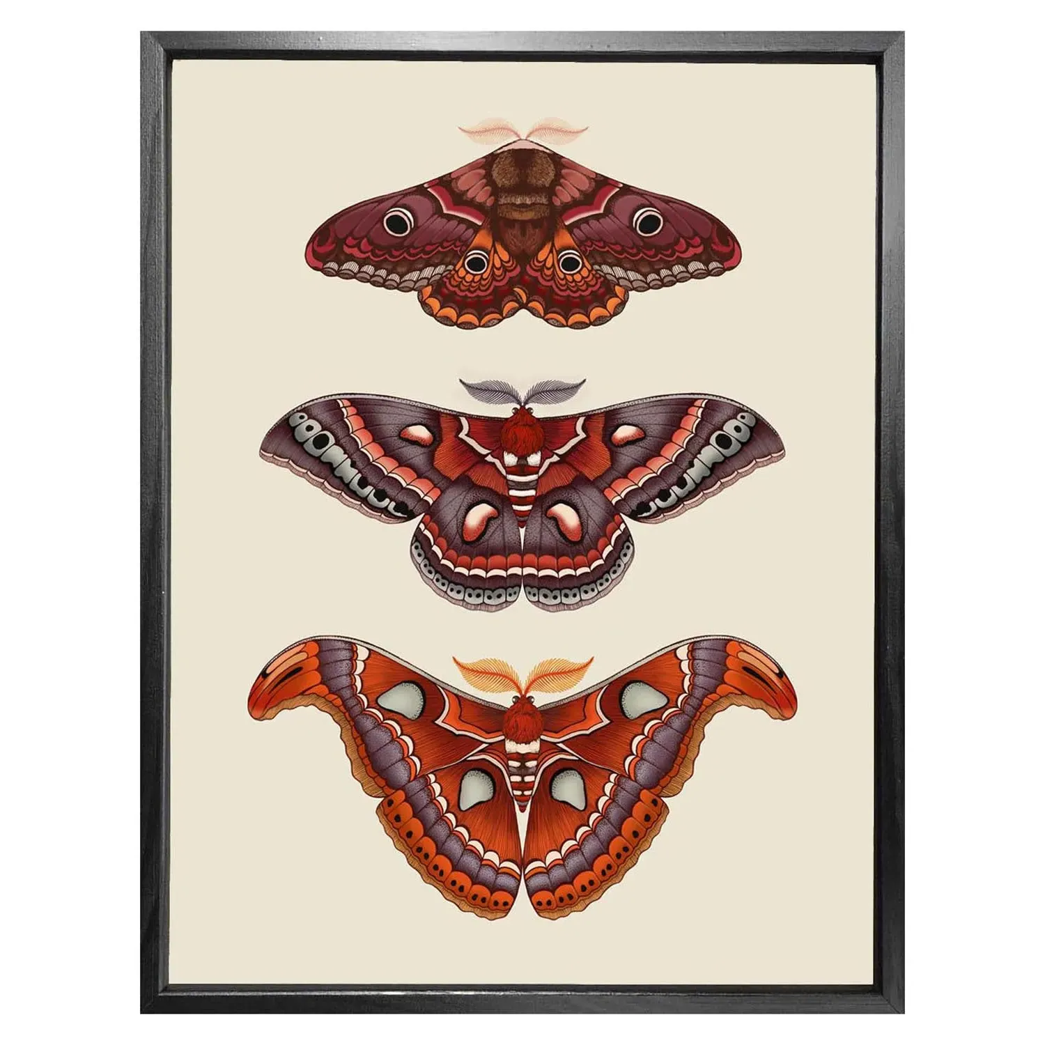 Antique Moths A4 Fine Art Print - Hand Illustrated image