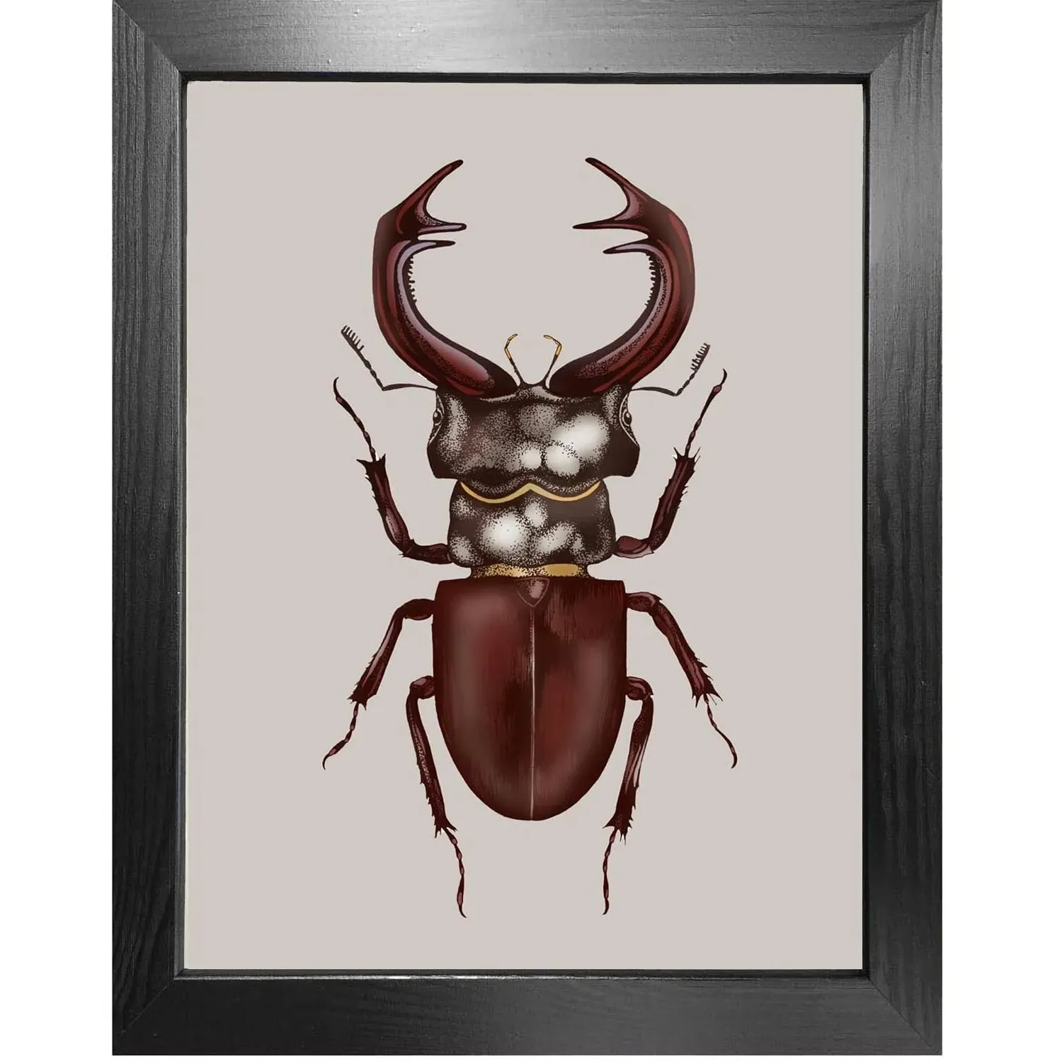 Antique Stag Beetle A4 Fine Art Print - Brown