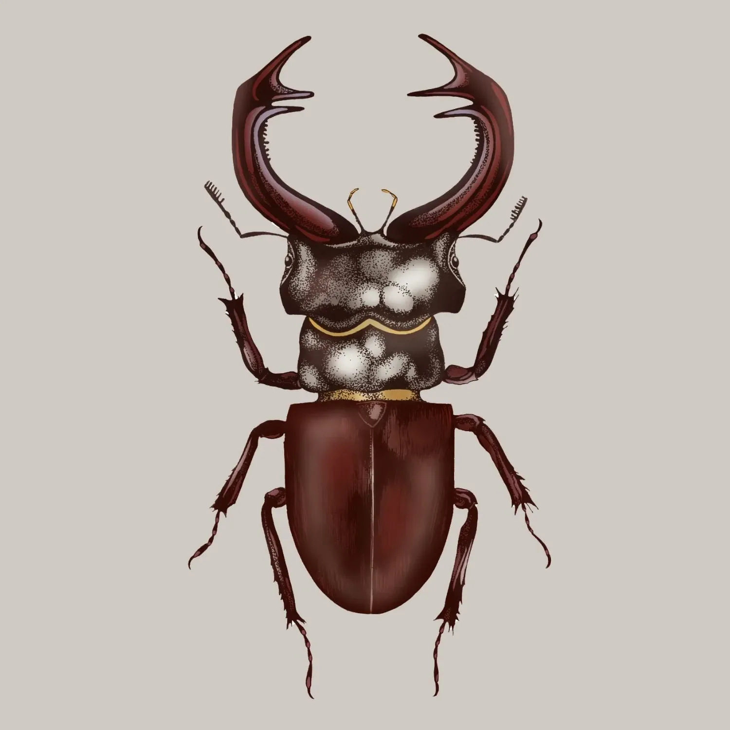 Antique Stag Beetle A5 Fine Art Print - Brown