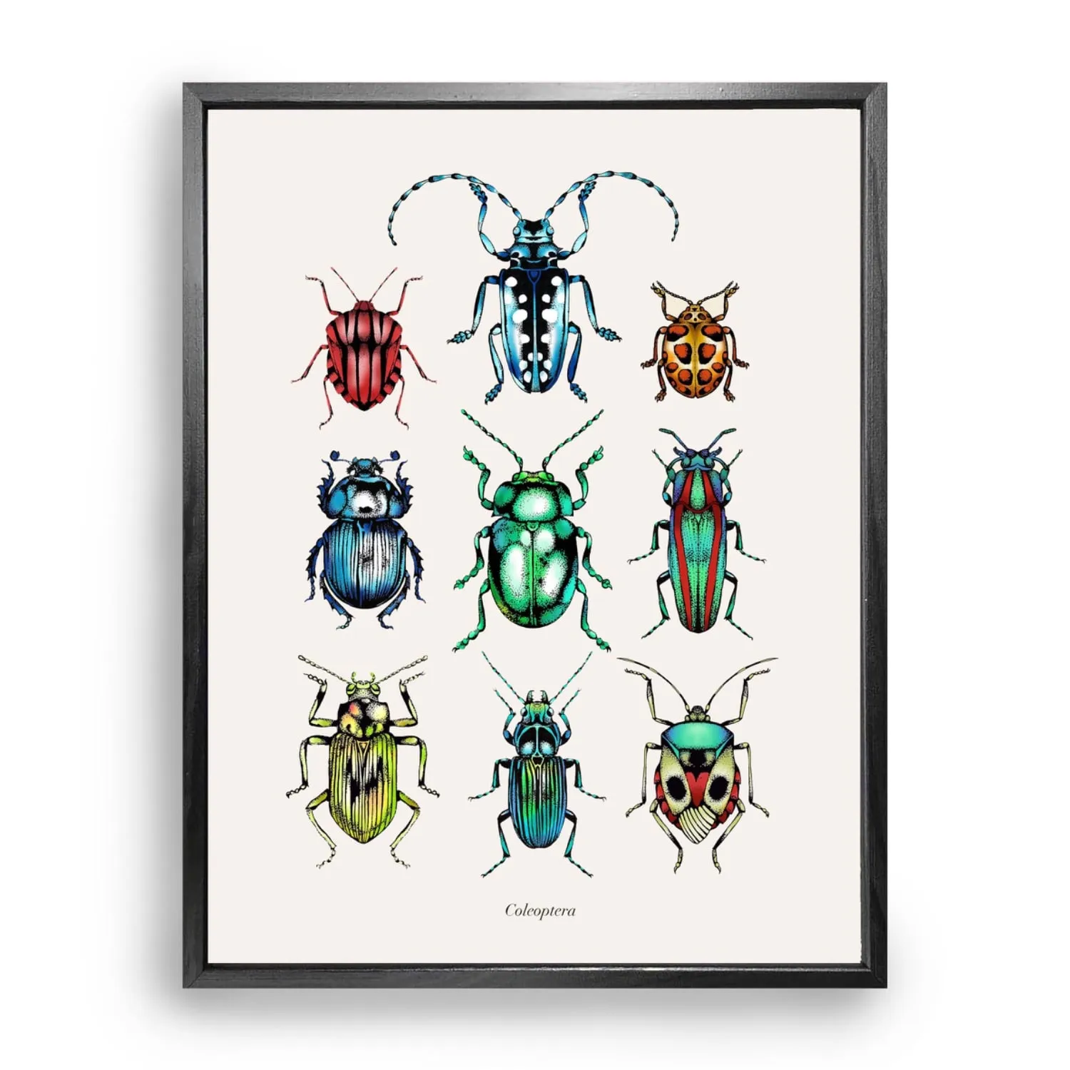 Antique Tropical Beetles A4 Fine Art Print
