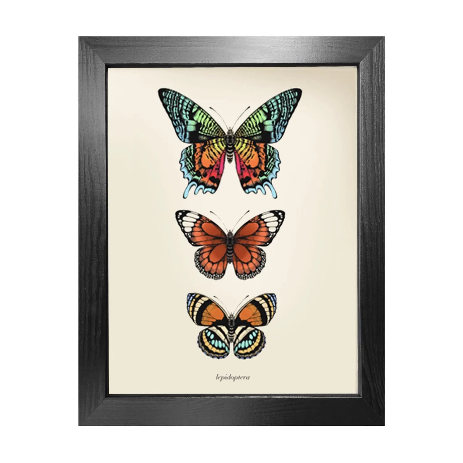 Antique Tropical Butterflies I A3 Fine Art Print - White