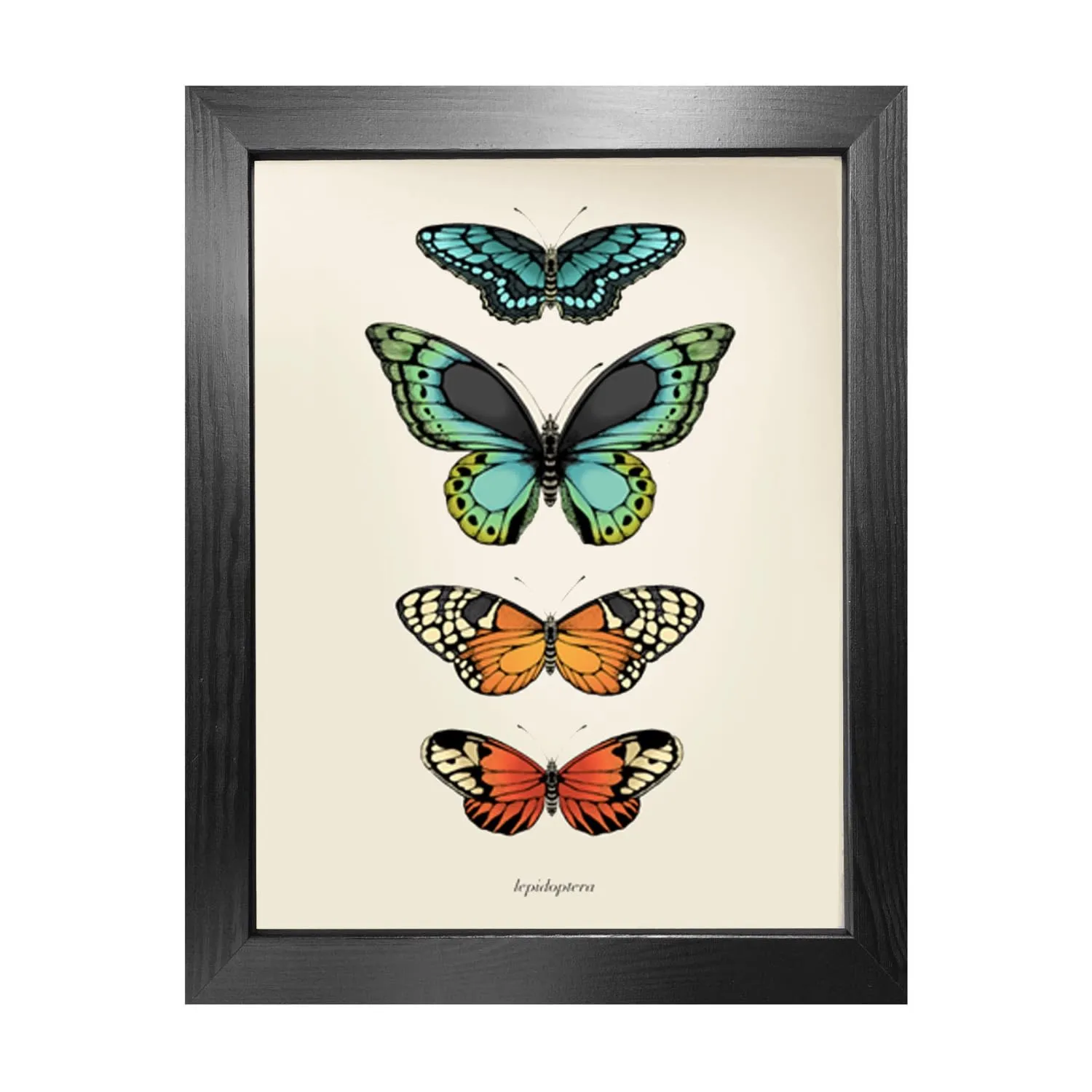 Antique Tropical Butterflies II A3 Fine Art Print - White