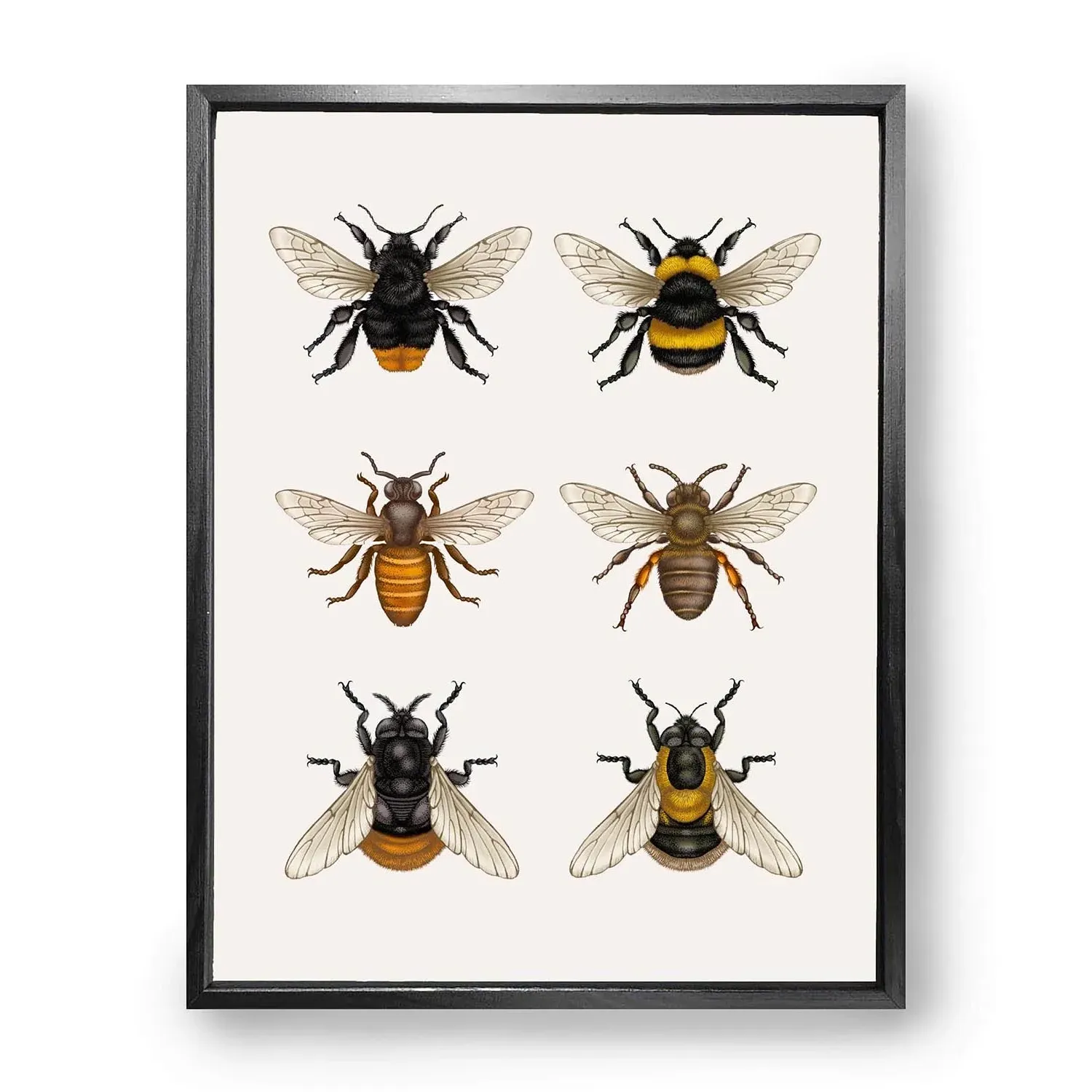 British Bees Fine Art Print L - Gold