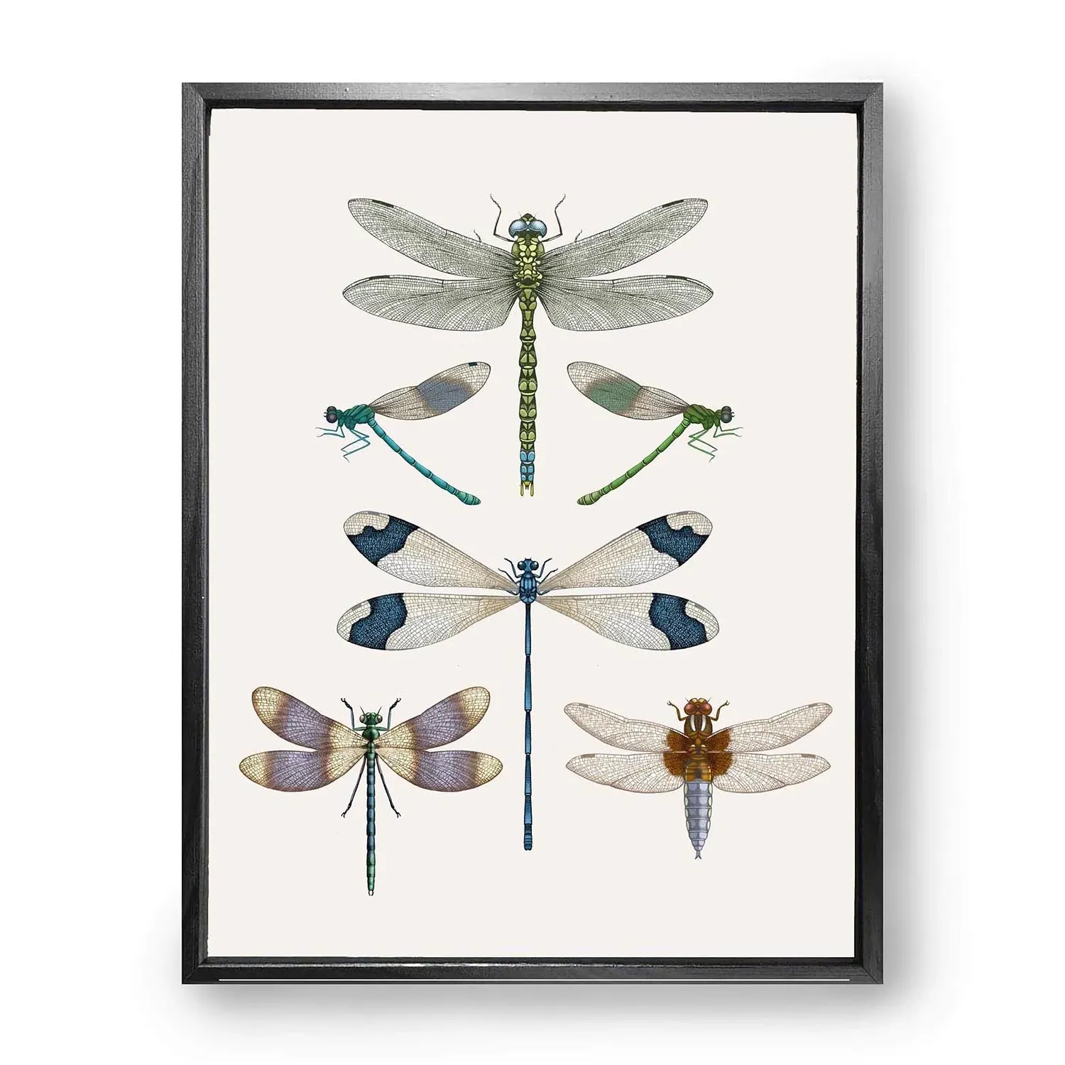 British Dragonflies Fine Art Print M - Brown/Green