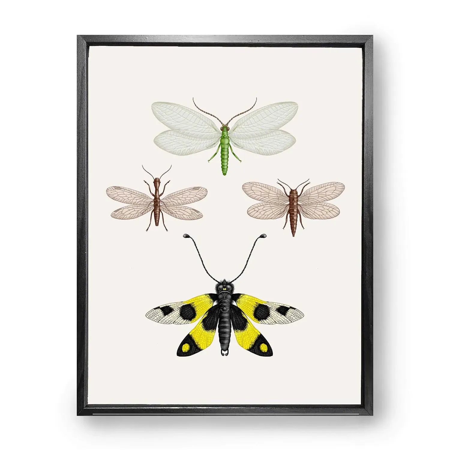 British Lacewings M Fine Art Print - Yellow