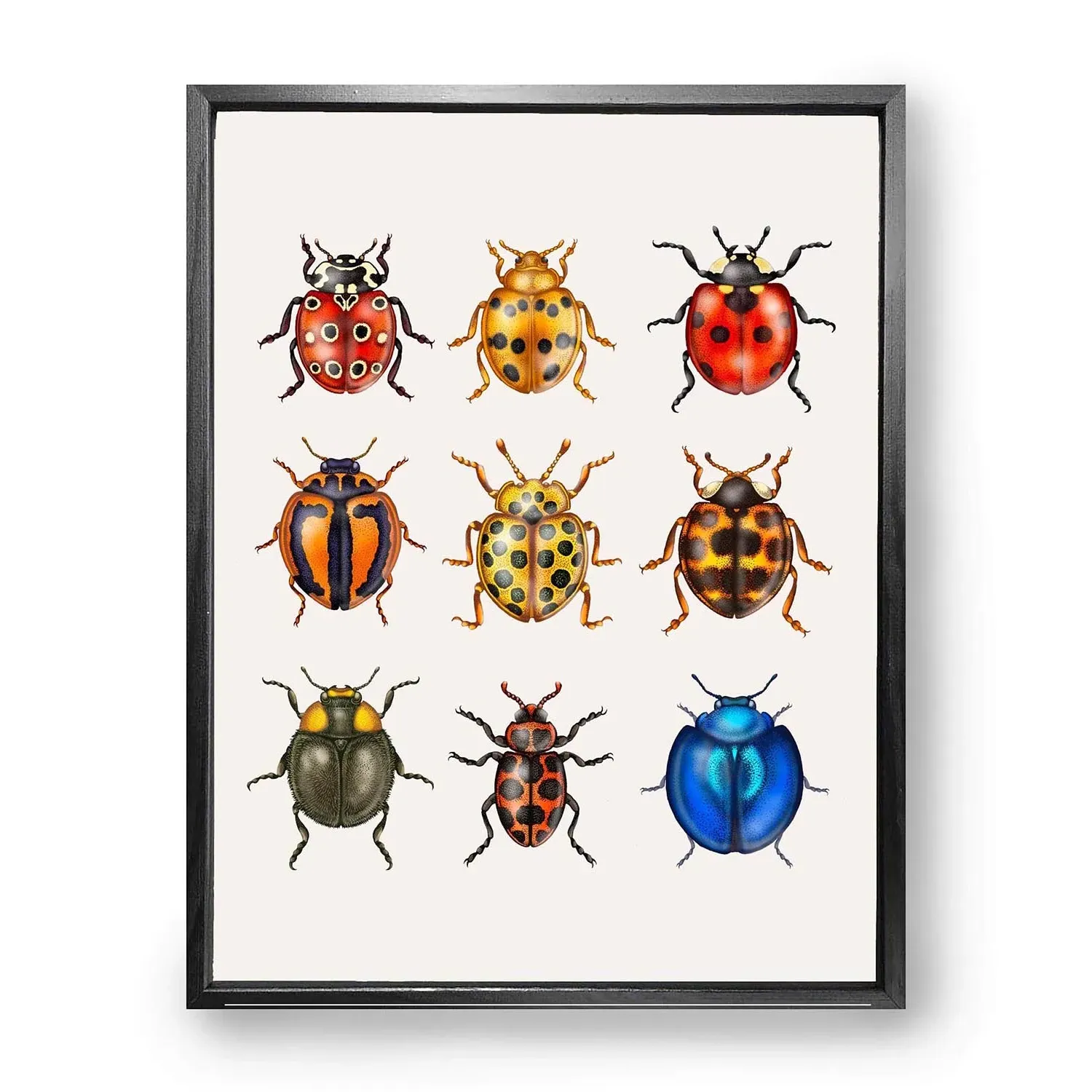 British Ladybirds M Fine Art Print - Orange