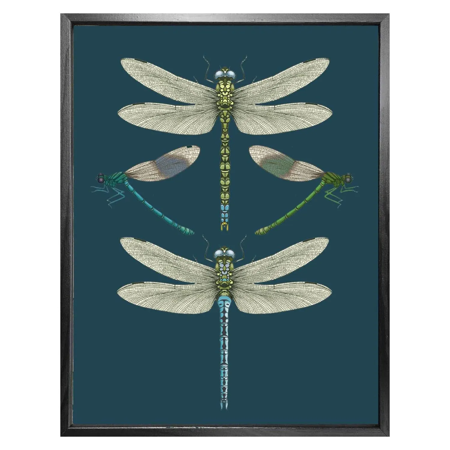 Dragonflies & Damselflies Large Fine Art Print - Navy