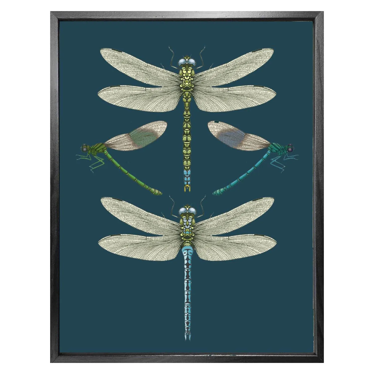 Dragonflies & Damselflies Small Fine Art Print - Navy image