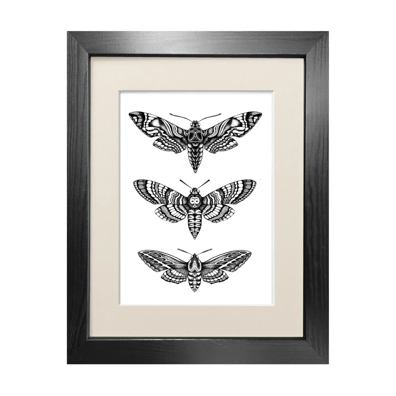 Hawk Moths A3 Fine Art Print - Black
