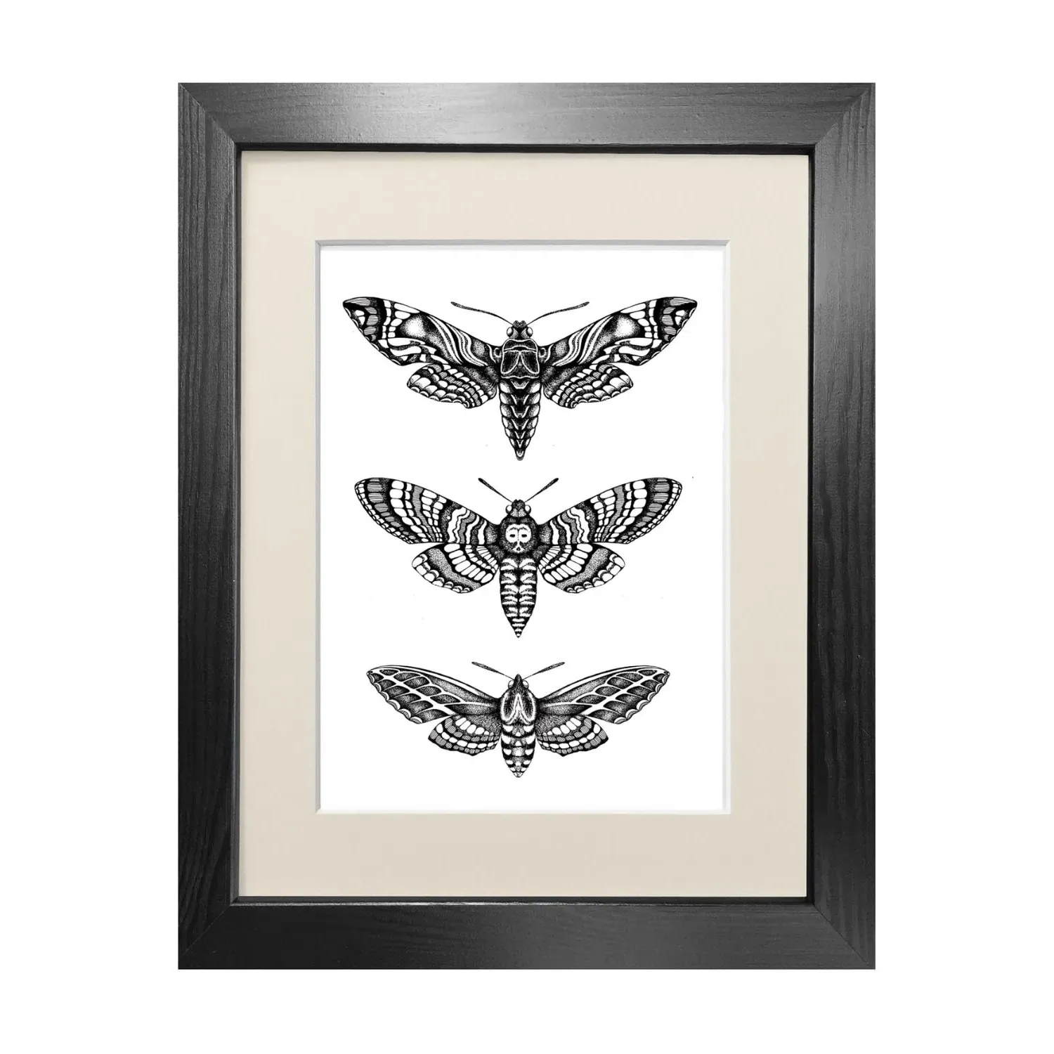 Hawk Moths A4 Fine Art Print - Black