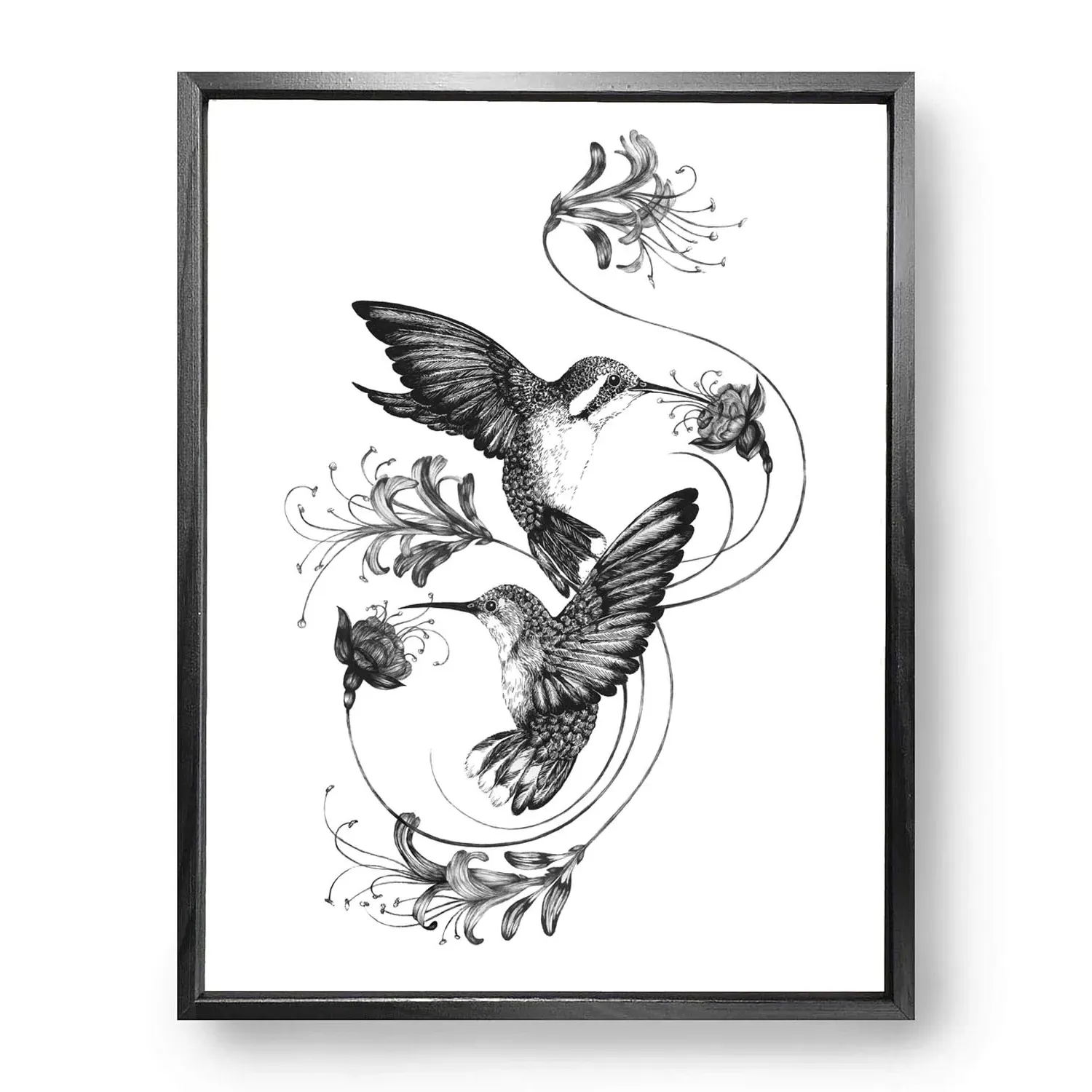 Hummingbirds & Honeysuckle A4 Fine Art Print - Black