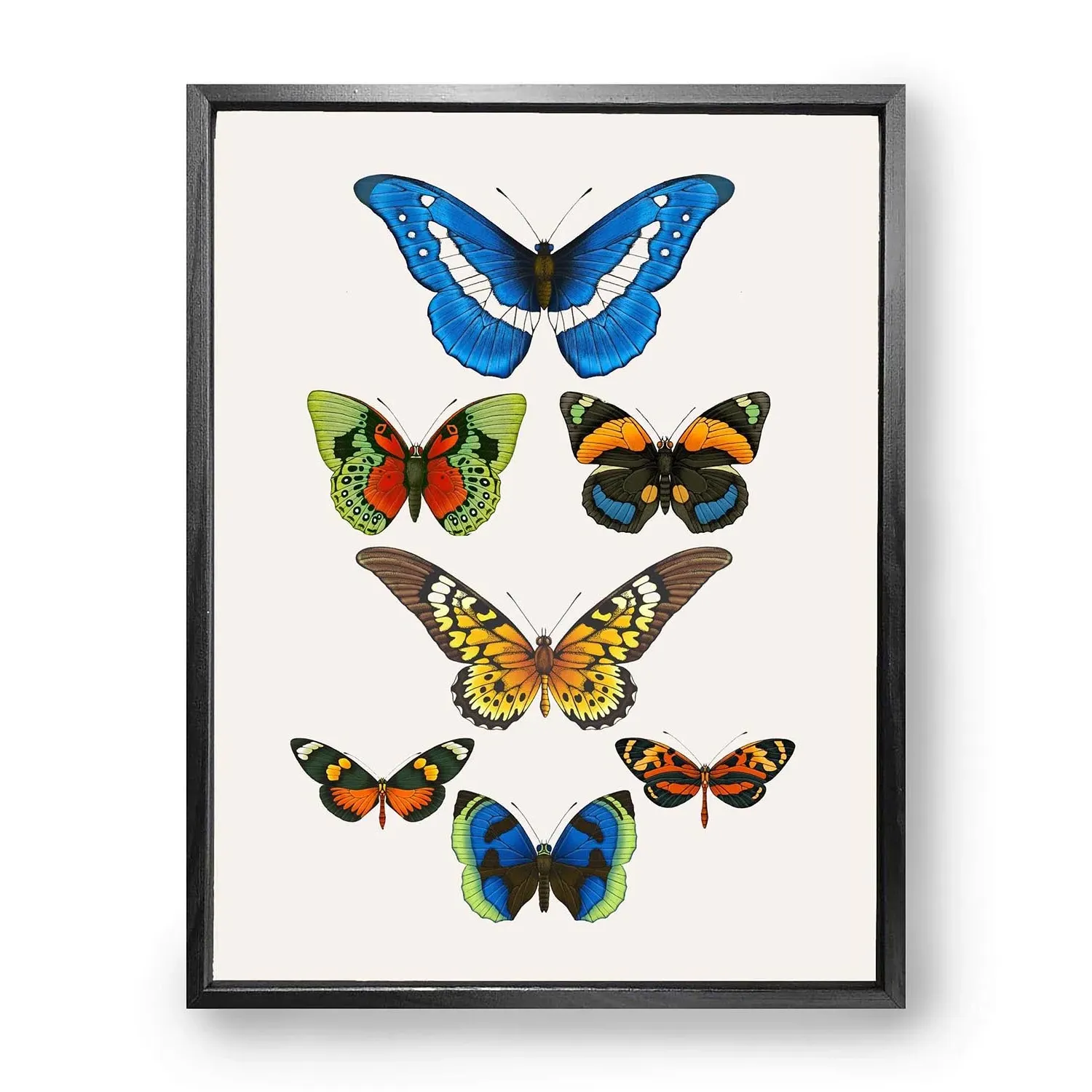 Tropical Butterflies M Fine Art Print