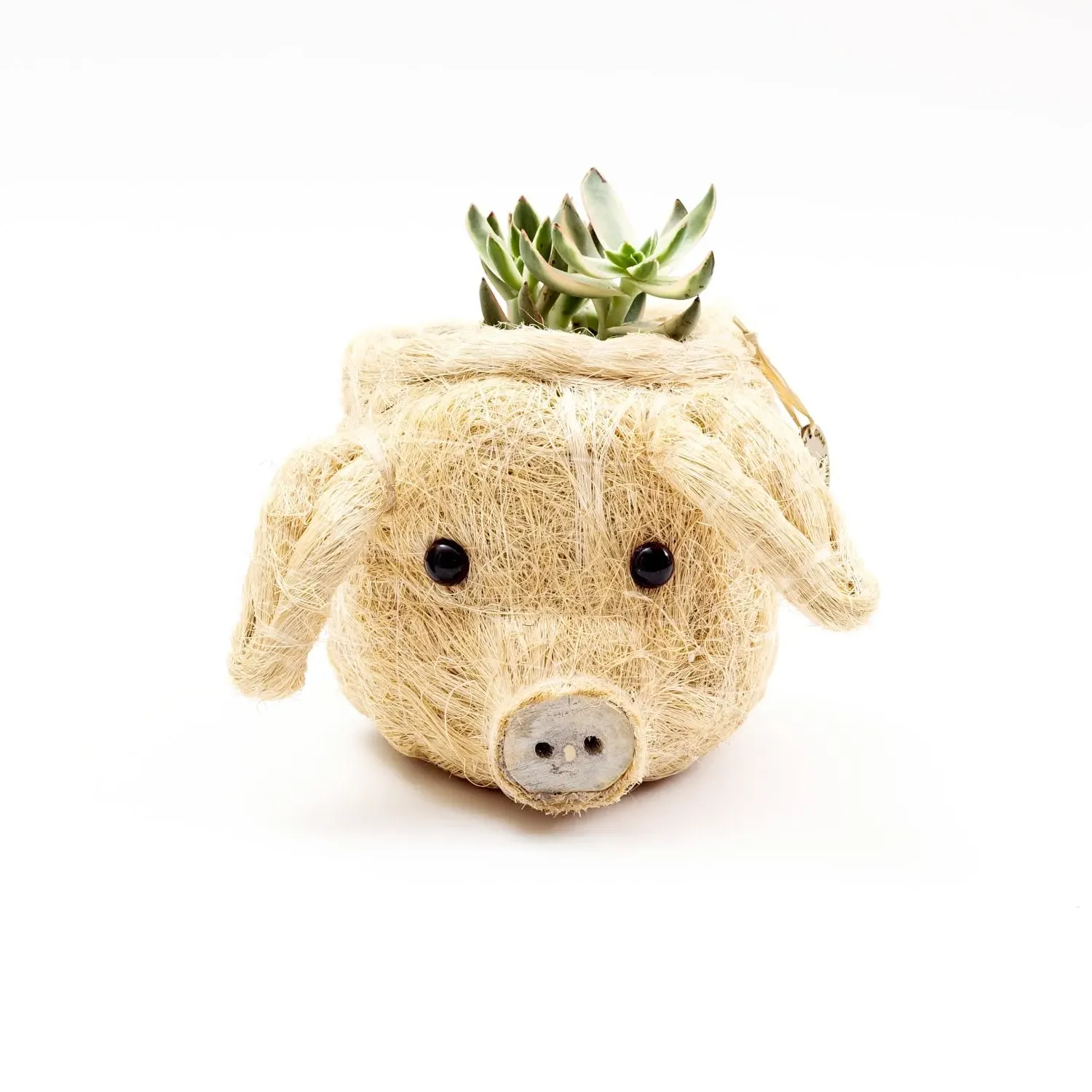 Neutrals Pig Head Mini Succulent Planter - Coco Coir