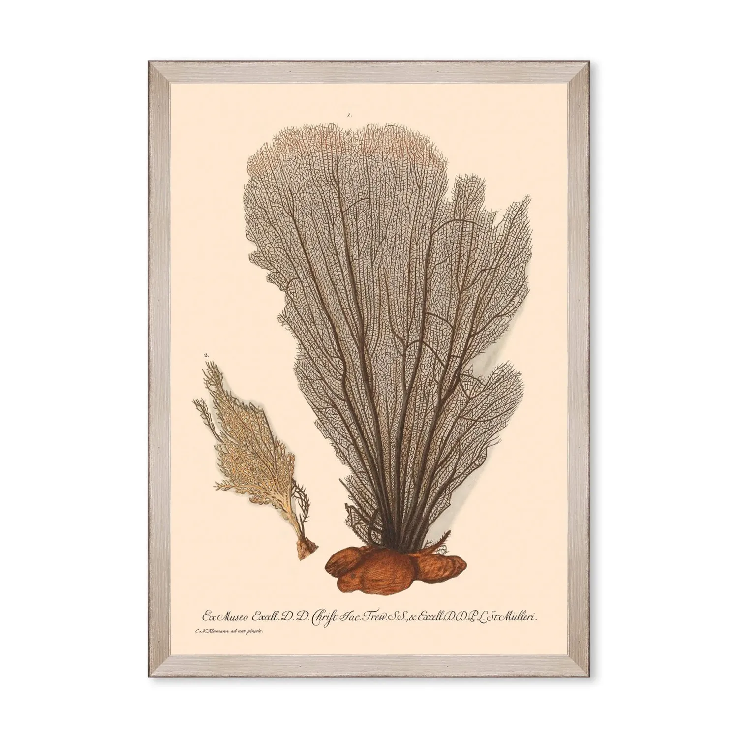 Deliciae Naturae One Framed Art - Brown