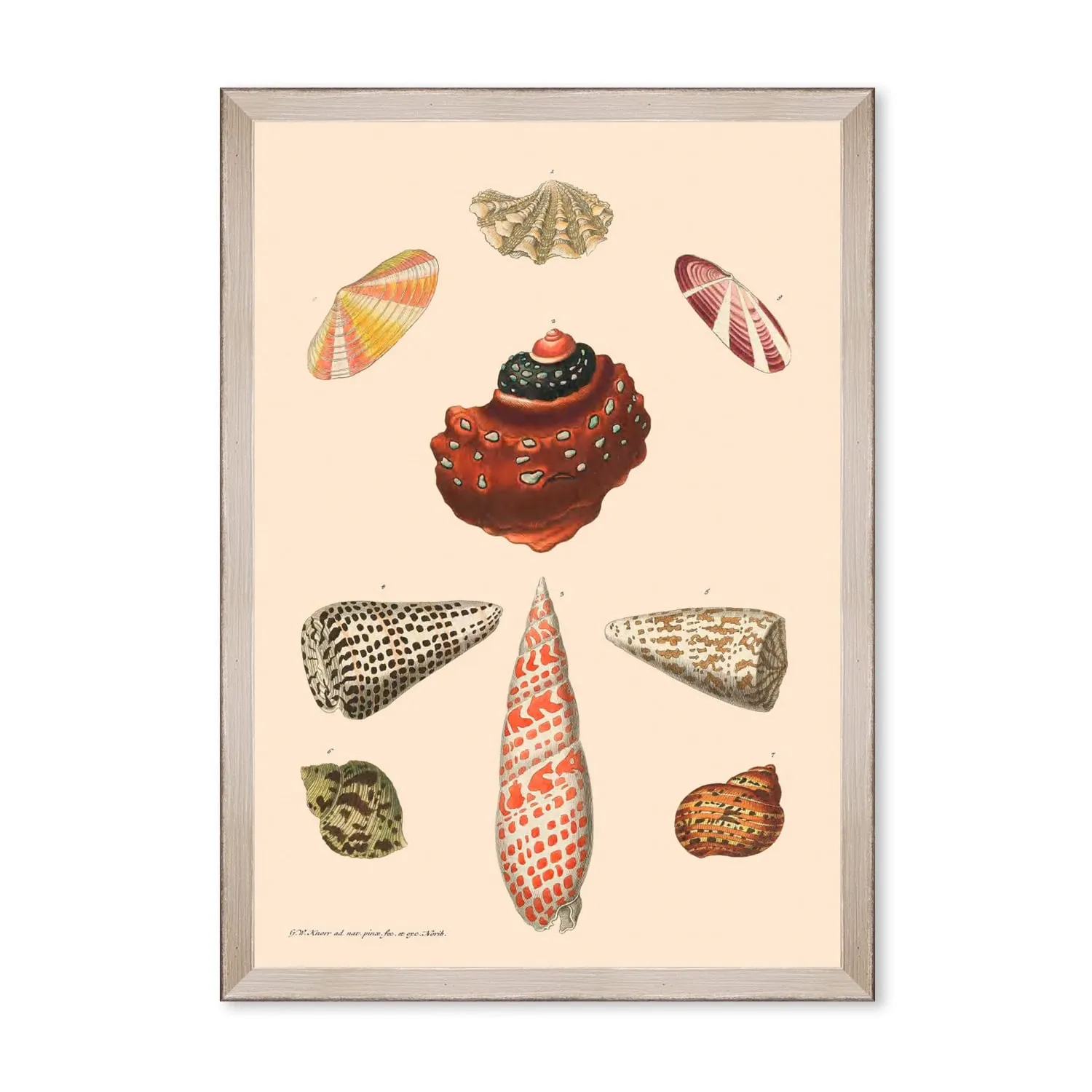 Deliciae Naturale Eight Framed Art - Grey