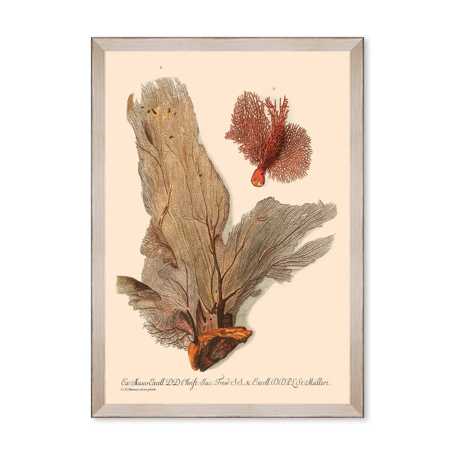 Deliciae Naturale Five Framed Art - Grey