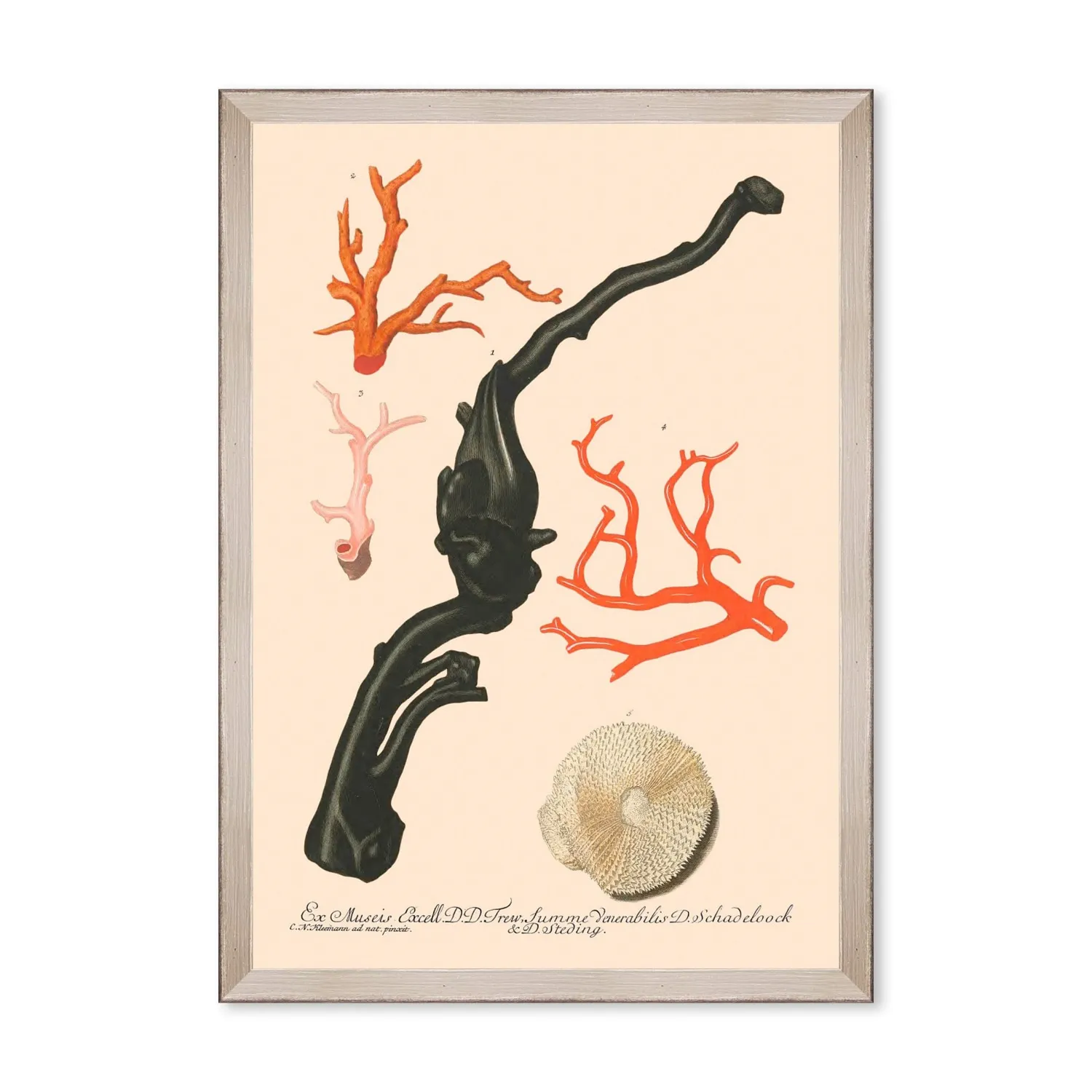 Deliciae Naturale Four Framed Art - Grey