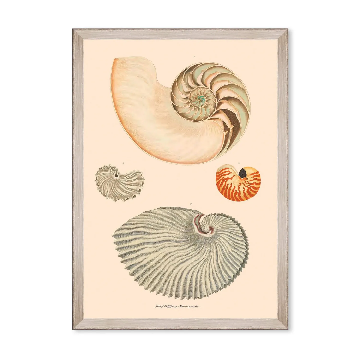 Deliciae Naturale Seven Framed Art - Grey