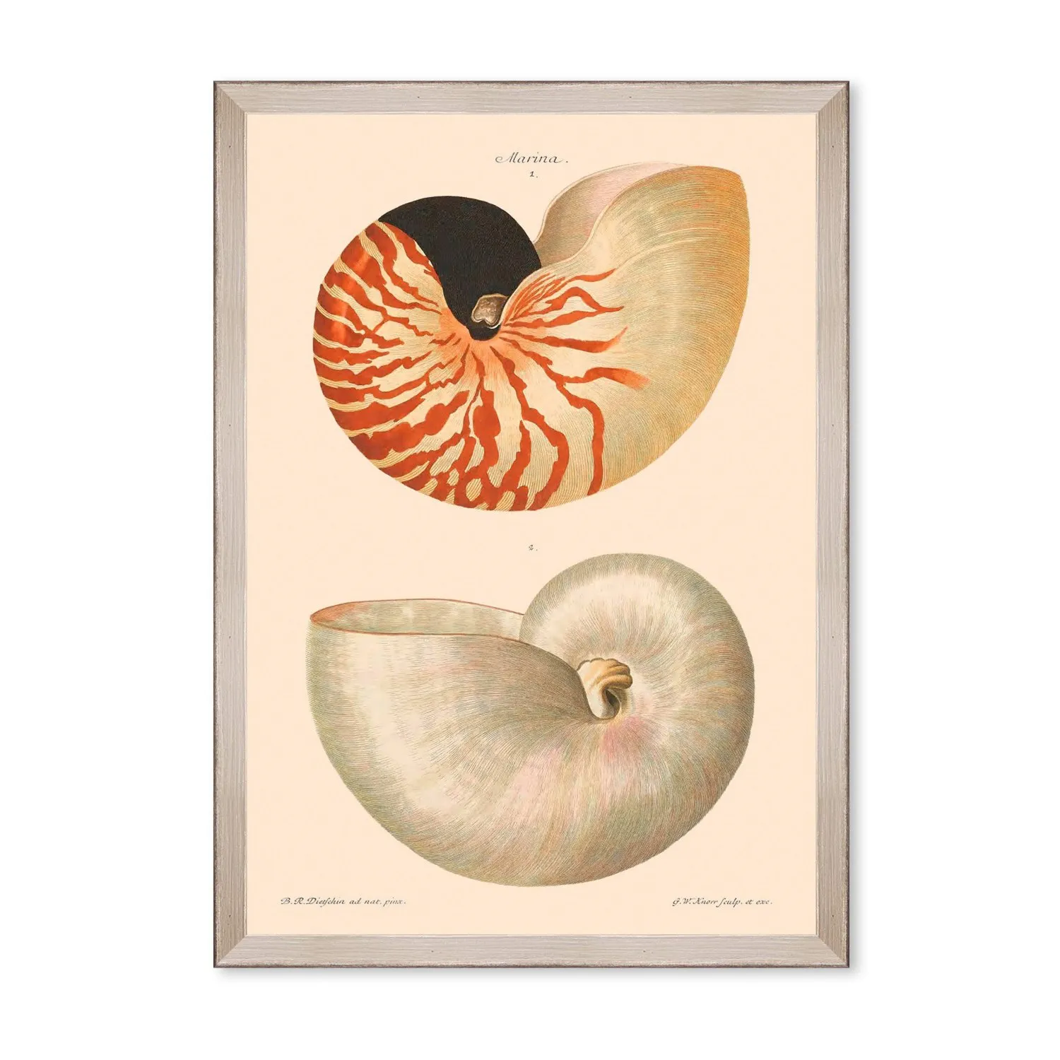 Deliciae Naturale Six Framed Art - Grey