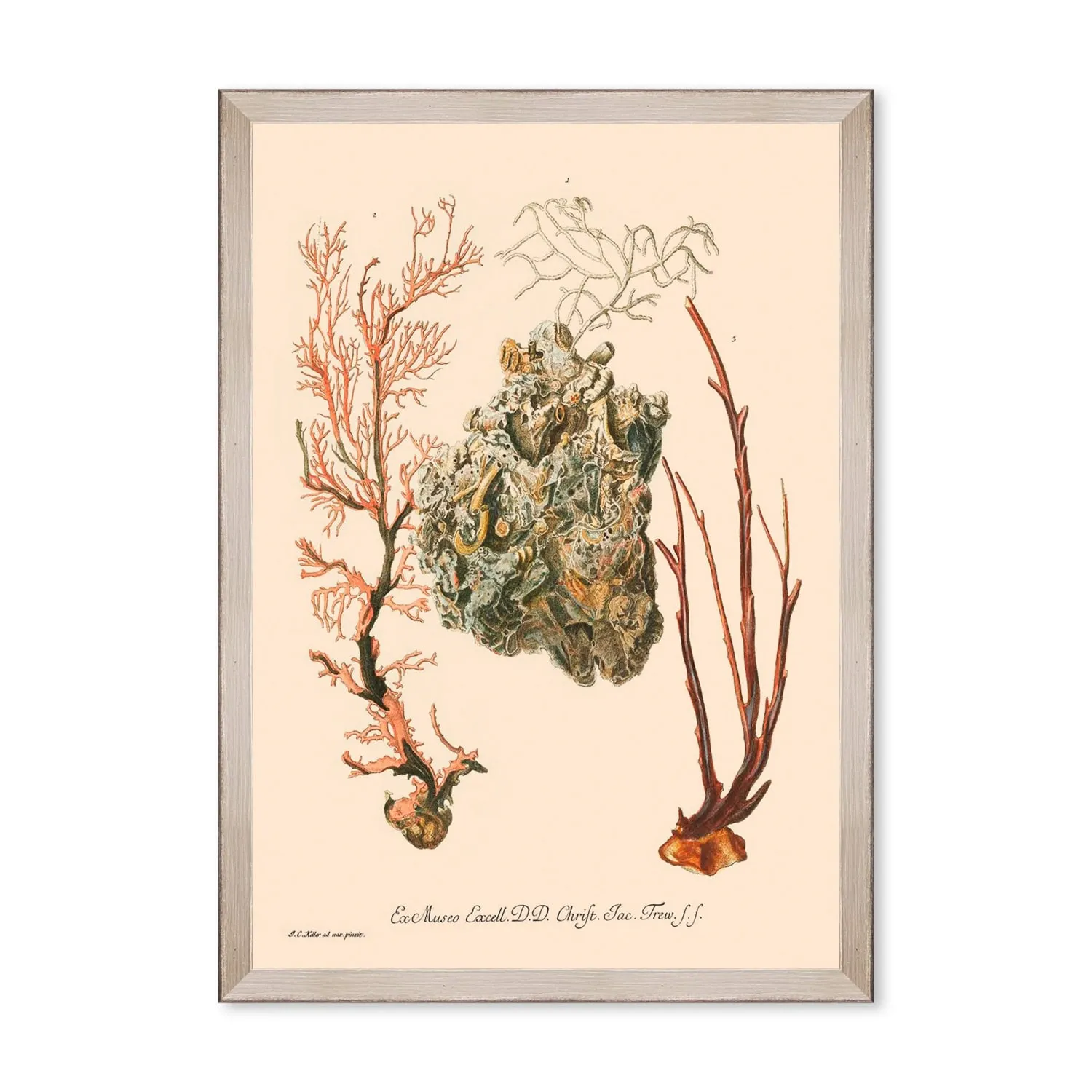 Deliciae Naturale Three Framed Art - Grey